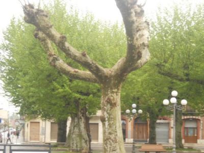 Sotto i platani