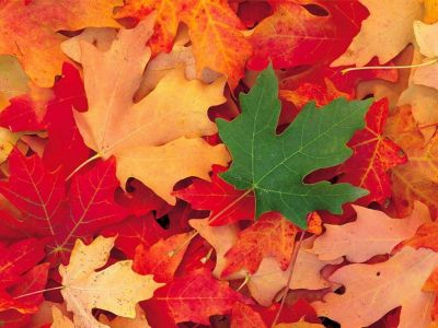 Un malinconico Autunno
