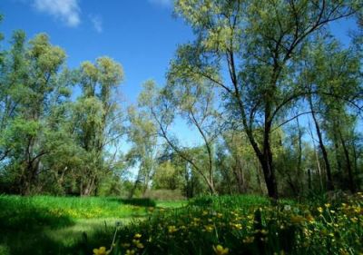 Sorge l'acqua,  terra fertile