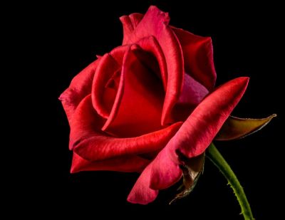 Rose di sangue