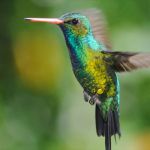 Il volo del colibr