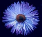 Il fiore d'acciaio