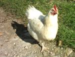 La gallina