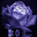 Petali blu
