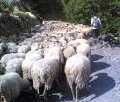 Lu pastureddu