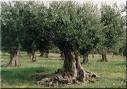 Uliveto
