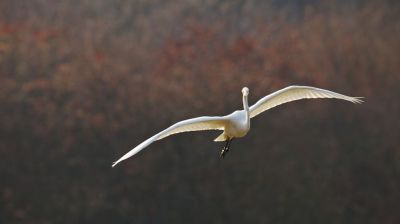 Avevi degli angeli alle labbra