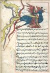 Simurgh