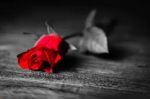 Le rose