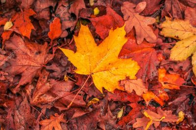 Ritratti dautunno