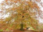 Ritratto d'autunno