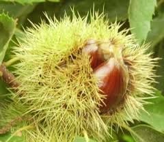 Riccio dautunno