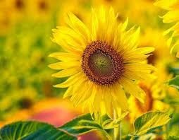 Luce