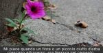 Cemento