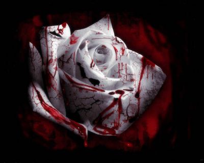 La rosa che spir tra le mie dita