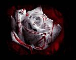 La rosa che spir tra le mie dita