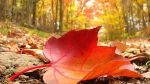 Spiriti d autunno