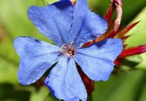 Fiore
