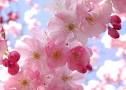 Ser la Primavera