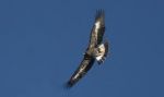 Come un’ Aquila Reale