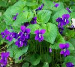 Quando sbocciano le viole