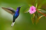 Il colibr