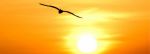 Liberta’