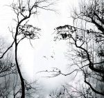 Alberi spogli