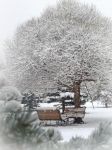 Neve