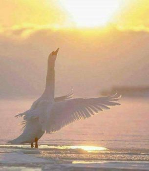 La danza del cigno