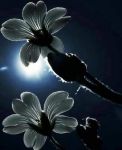 Mistery of love