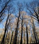 Sogni di cielo