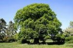 Sono in eterno albero
