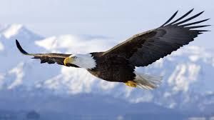 Come aquila in volo