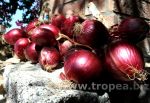 Er peperoncino la cipolla er sedano