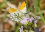 Farfallina