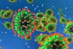 Etutta corpa del corona visus