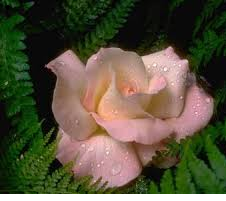 Senza amore