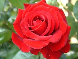 La mia pace nel cuore