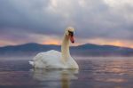 Il cigno