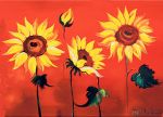 Il girasole