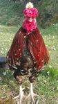 Er mio gallo