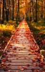 Le foglie dautunno come fredde lame