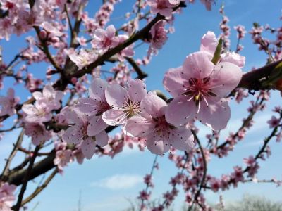Sorrider di nuovo primavera