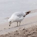 Gabbiano solitario