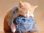 Sogno felino