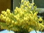 Mimosa