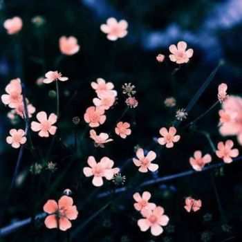 Il respiro della primavera