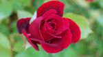 Rosso scalrlatto
