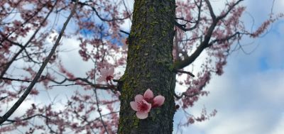Primavera  nellaria